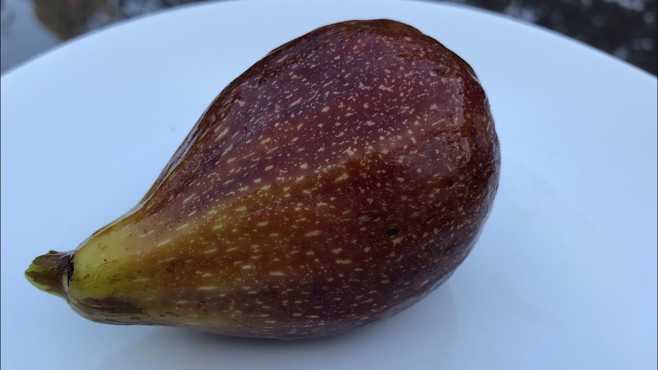 D&eacute;gustation de ma toute premi&egrave;re figue Goutte d'Or. Gros plan sur une belle breba de fin juillet.