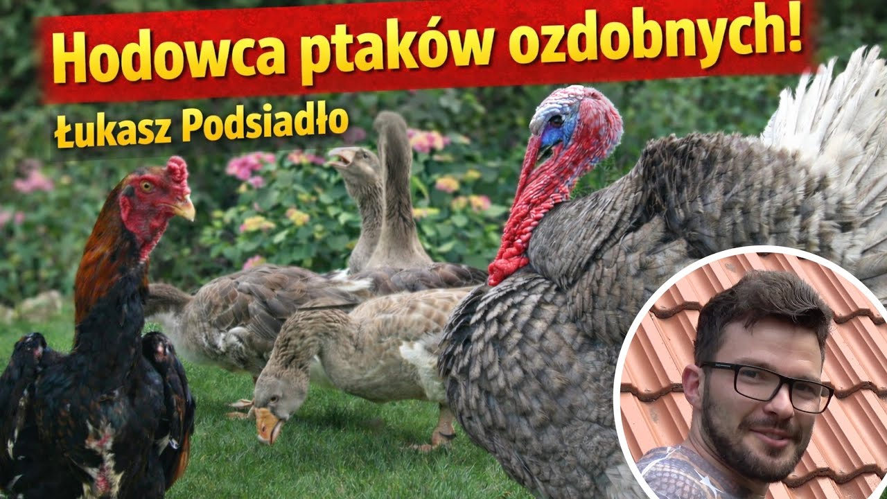 Hodowla Ptaków Ozdobnych - Łukasza Podsiadło