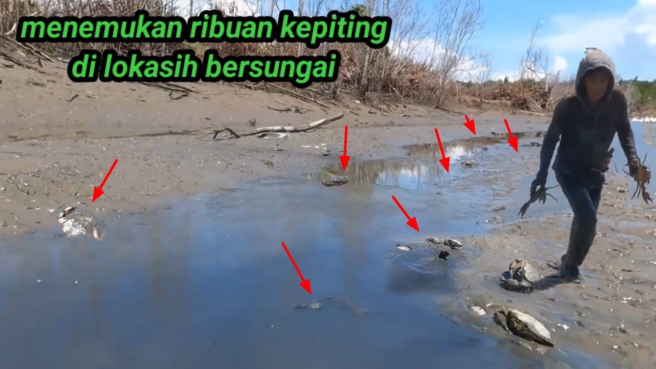 menemukan jutaan kepiting terdampar di sungai tambak yang kering || super cepat menangkap kepiting