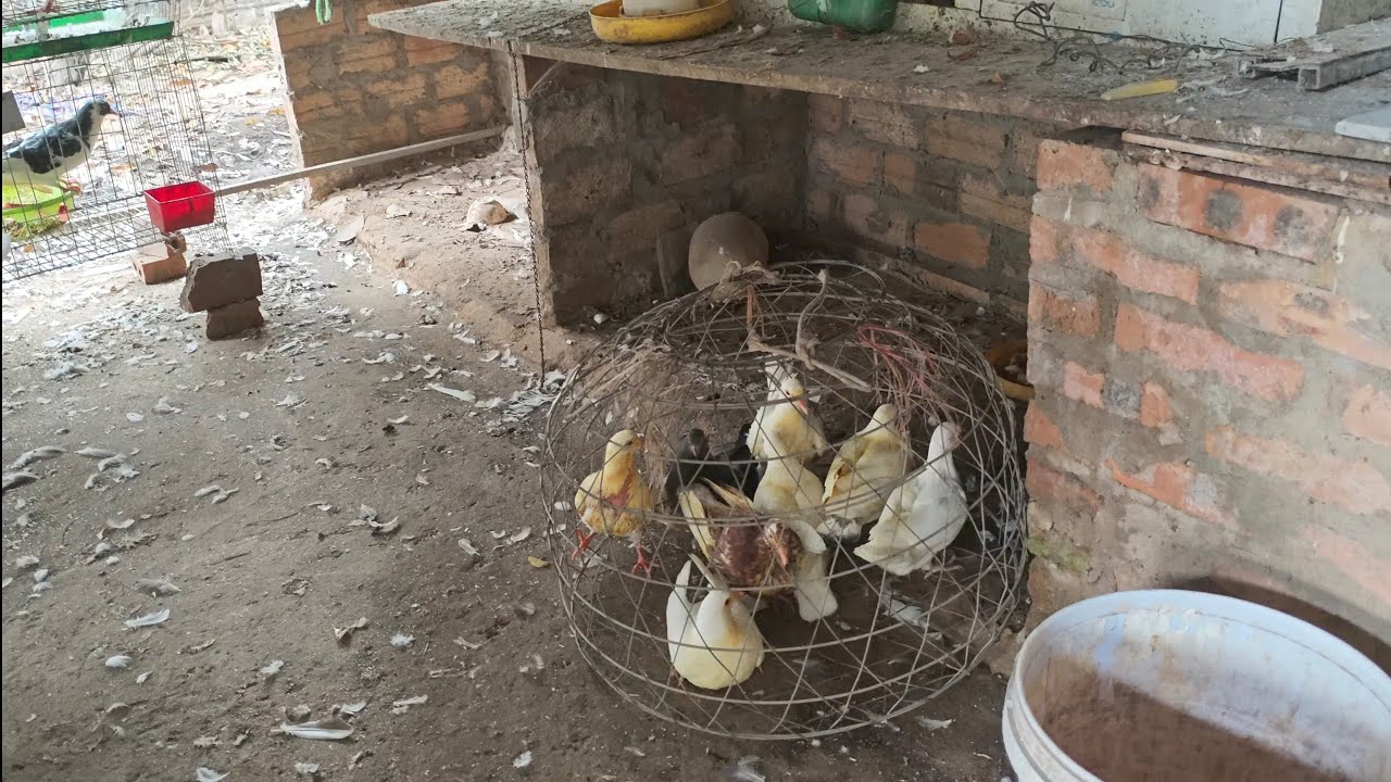 Nay lại có khách đặt chim bồ câu nhé