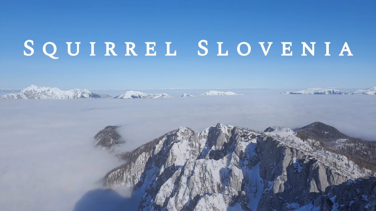 Squirrel Slovenia