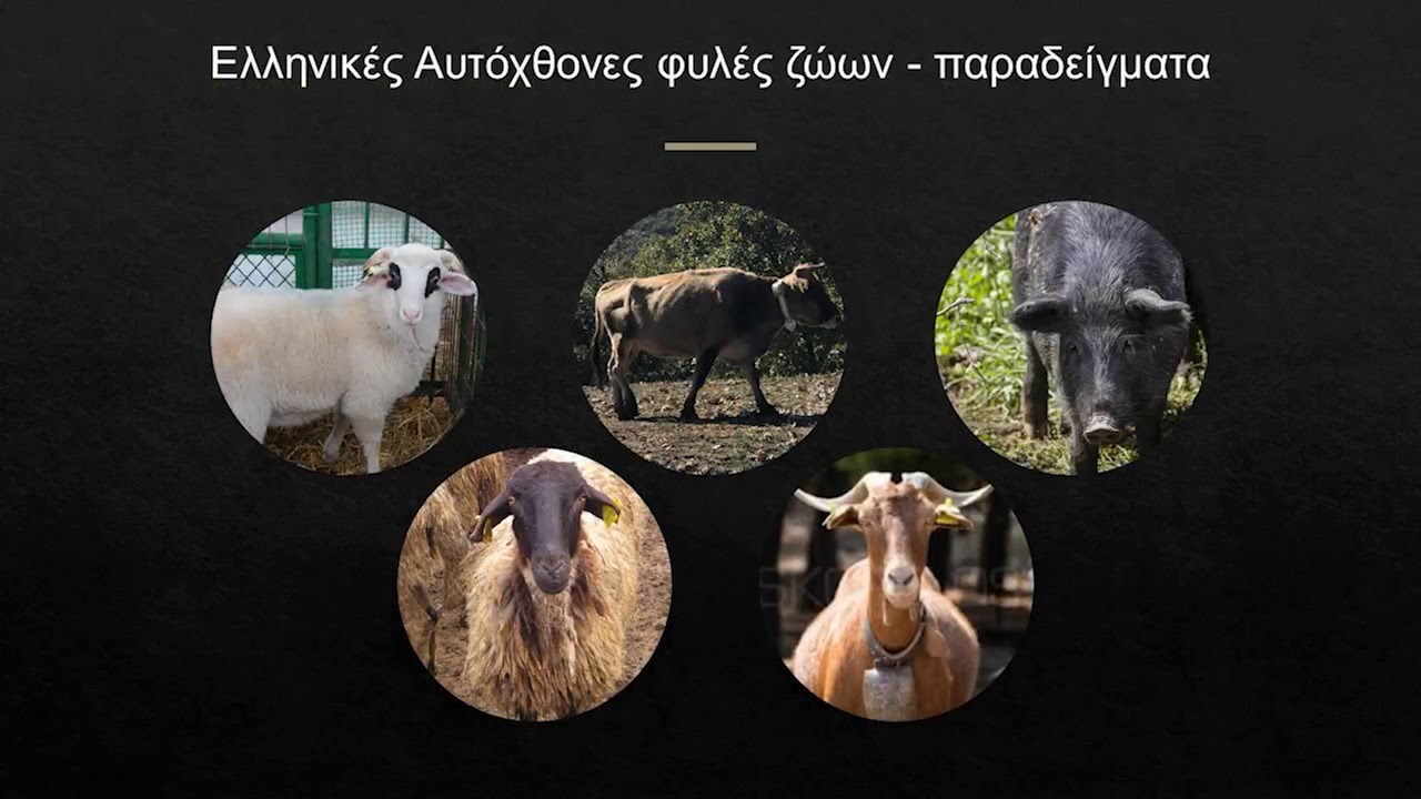 Γαστρονομία και ελληνικές φυλές βοοειδών