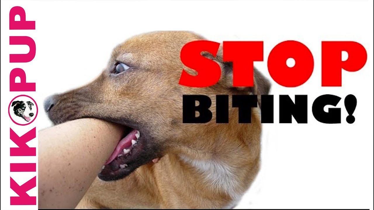 ПРЕКРАТИТЕ кусать своего щенка