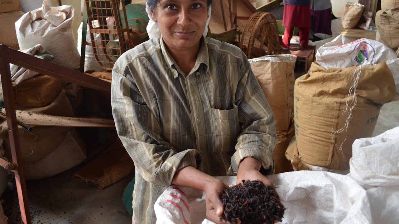 Tea Promoters (India) the philosophy of organic tea production