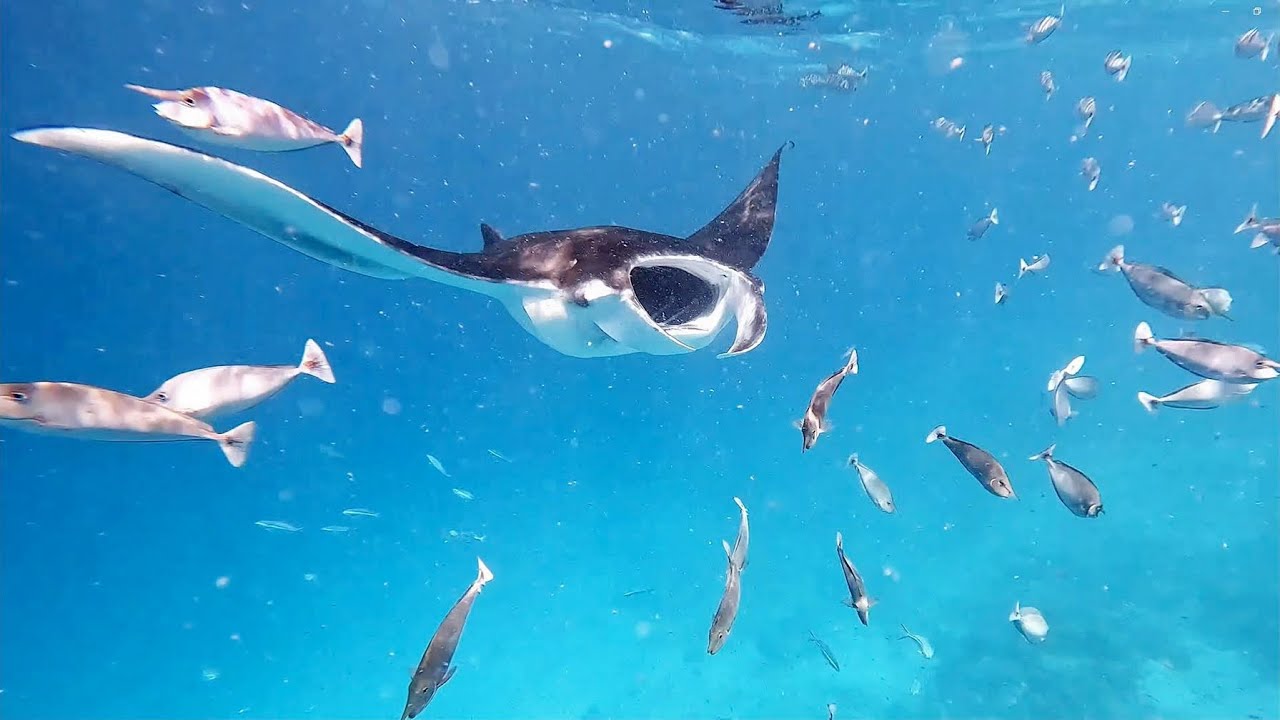 Maldives Hanifaru Bay Swim with Manta Ray 15-20 Sep 2024