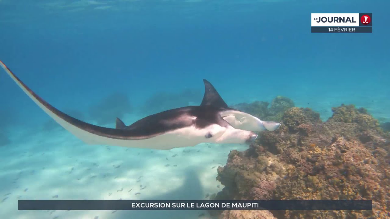 Tourisme dans les îles : Maupiti, son lagon et ses richesses