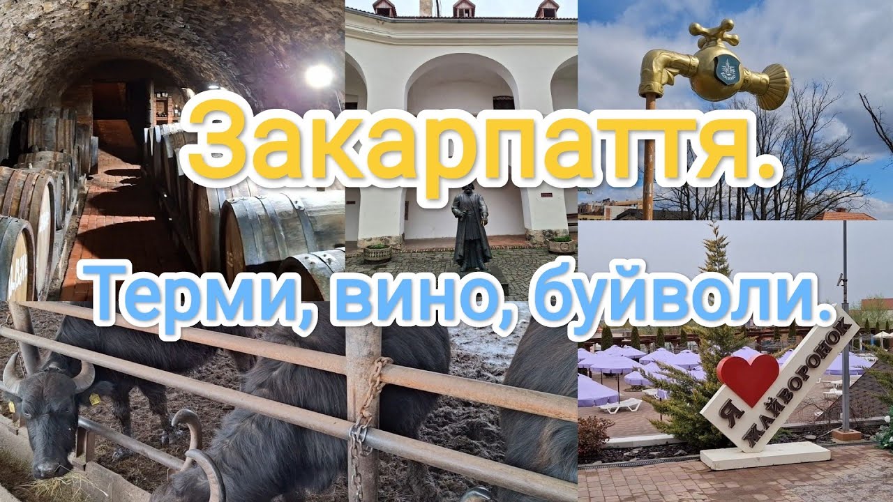Закарпаття. Терми, вино, буйволи та інше.