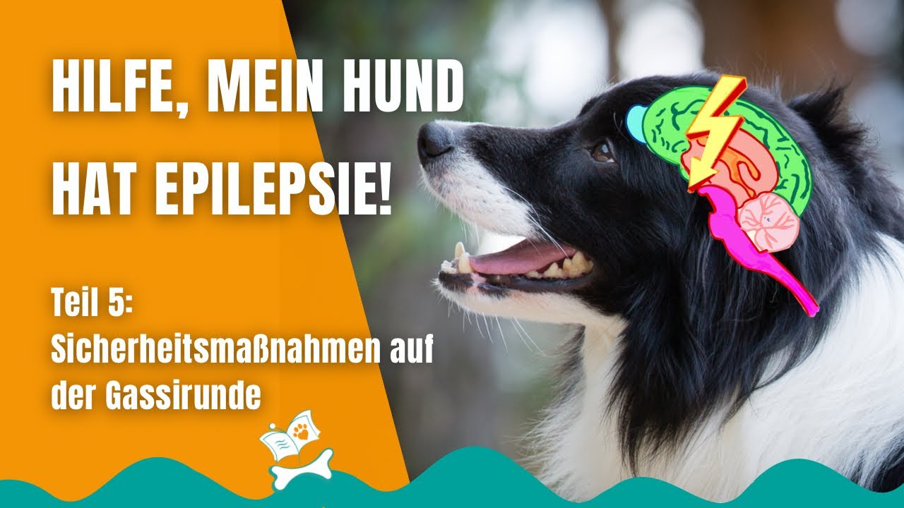 Epilepsie beim Hund (4/12): Sicherheit beim Gassigehen