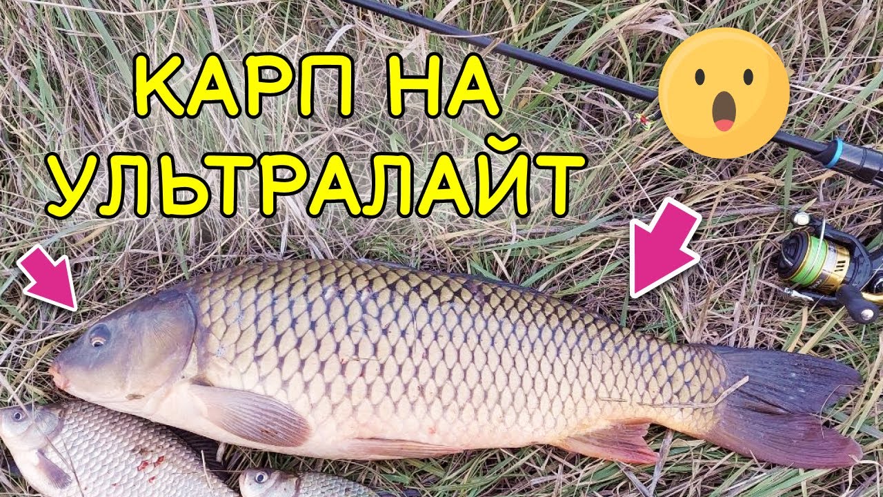 Рыбалка на Ультра-Карпа. Выдержит ли Blue Bird 2020?