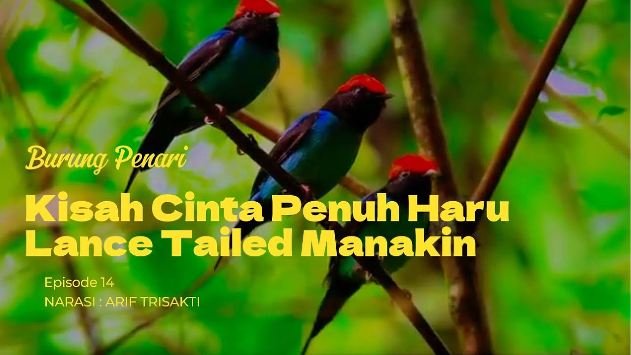 🎥 Burung Penari Profesional! Cinta Segitiga ala Lance-tailed Manakin 💃🐦