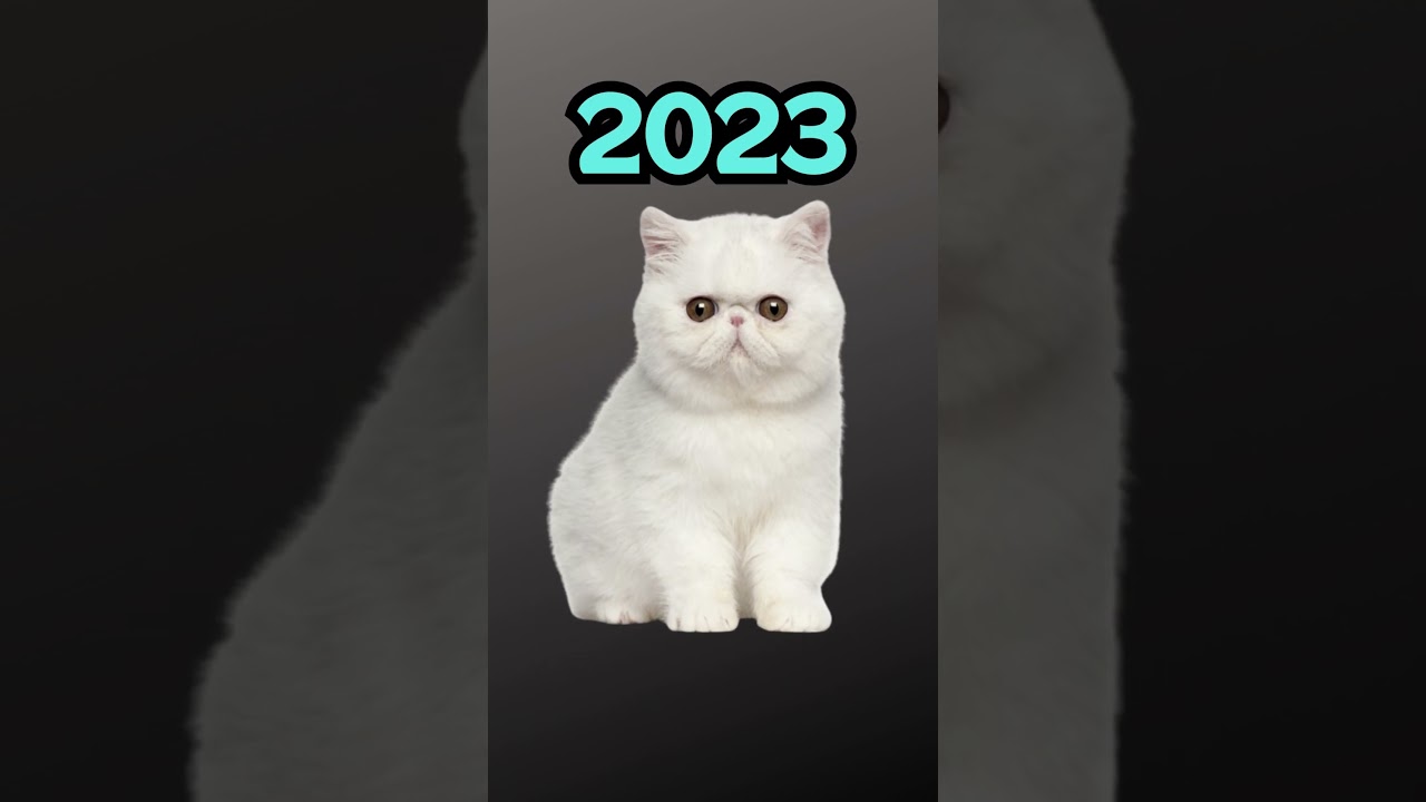 2023 Exotic Shorthair vs 5000 bce Exotic Shorthair