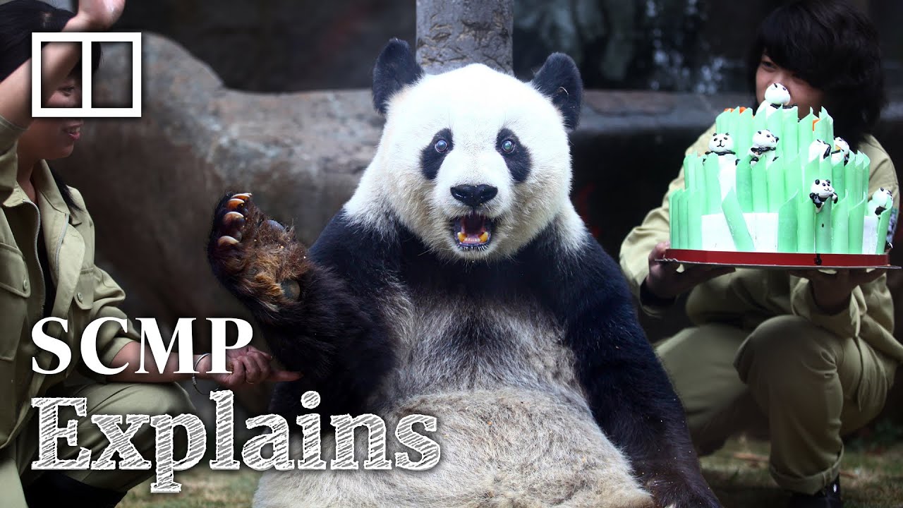 The hard cash that goes into China&rsquo;s panda diplomacy