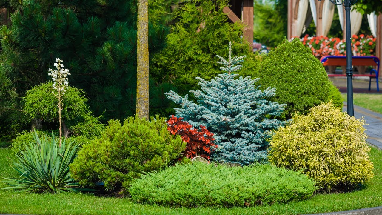 Kompozycje z iglaków do ogrodu