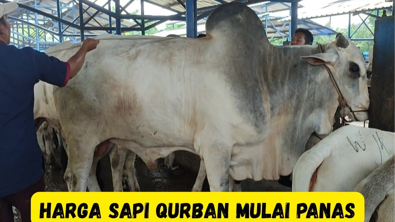 Harga Sapi Qurban Mulai Membara Di Pasar Kebumen‼️Sapi PO Kebumen