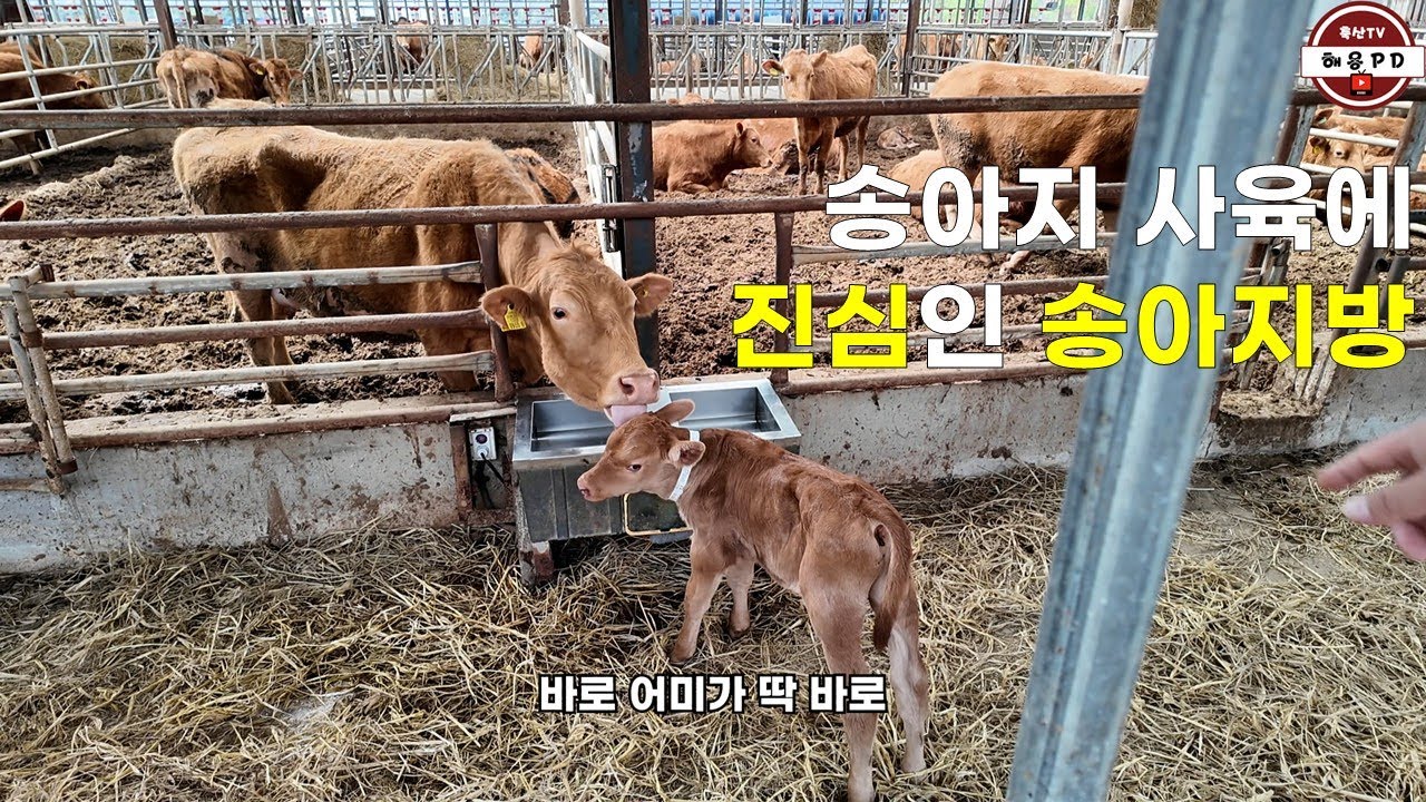 송아지 사육에 진심인 농장의 송아지방(홍천 백승원 사장님)