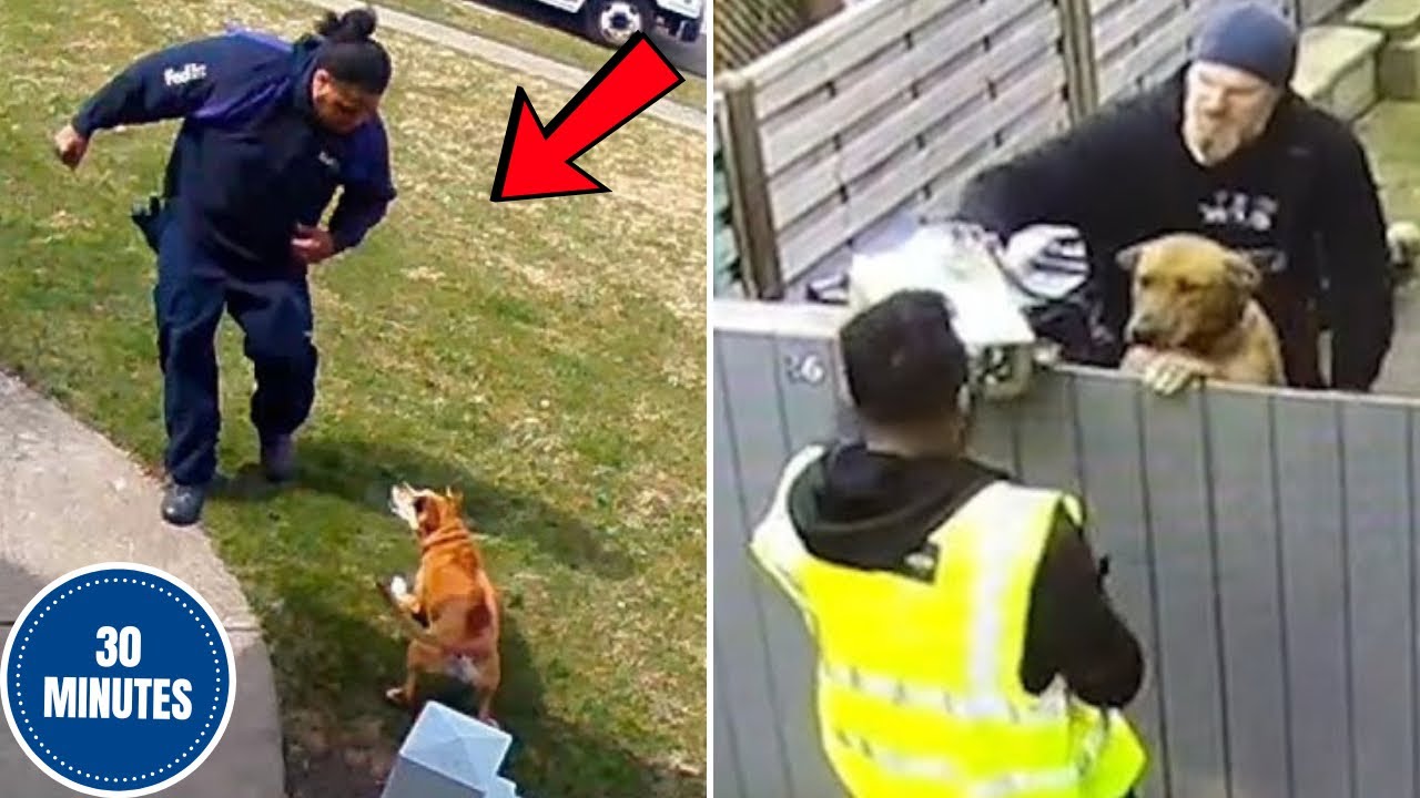 Delivery Drivers vs. Pets 🐶📦 | Funniest Moments Caught on Camera 2025!
