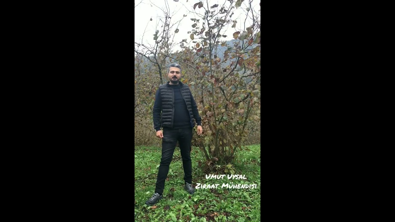 Fındıkta Budama Nasıl Yapılır?