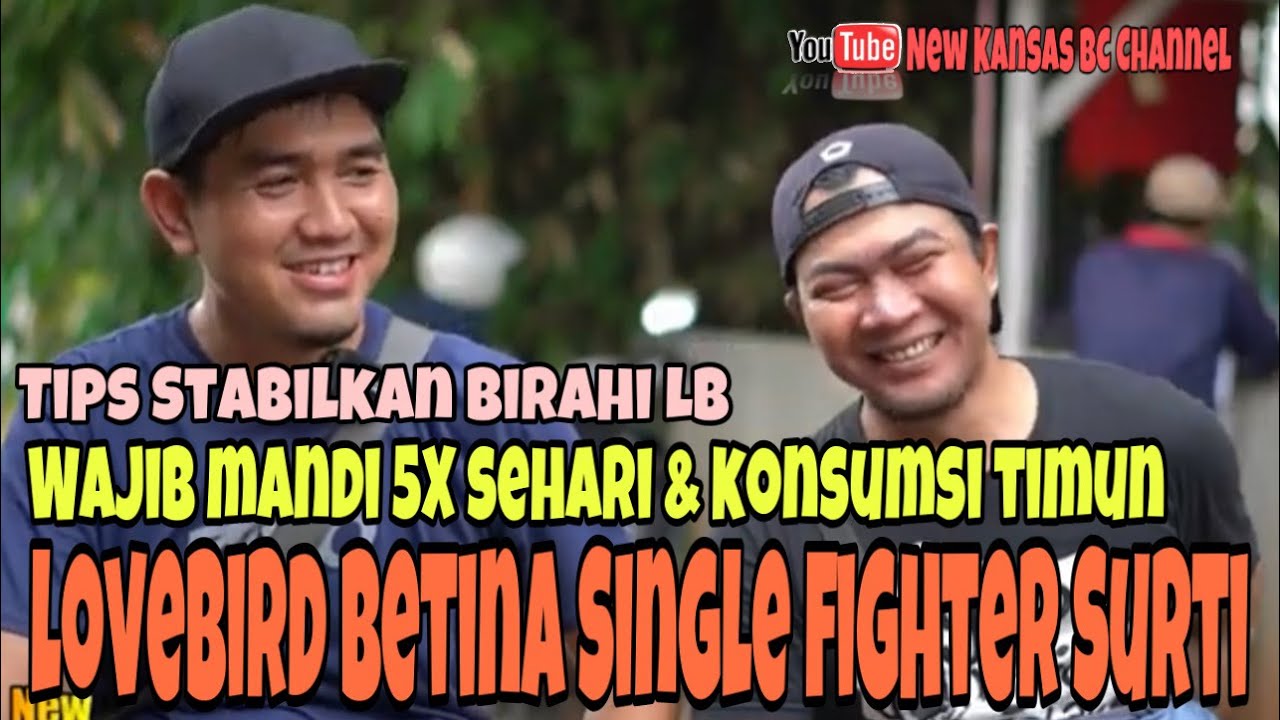 LOVEBIRD BETINA SINGLE FIGHTER SURTI WAJIB MANDI 5X SEHARI & KONSUMSI TIMUN | PESTA NGEKEK KANSAS BC