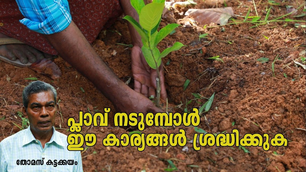 പ്ലാവ്  നടീൽ  ,വളപ്രയോഗം പരിചരണം എന്നിവ എങ്ങനെ നടത്താം . | Planting Jack Fruit Tree