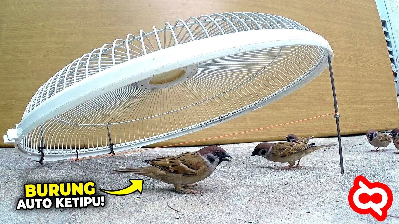 Tangkap Burung Cukup dengan Jebakan dari Barang Bekas dalam Beberapa Menit, Lihat Hasilnya…
