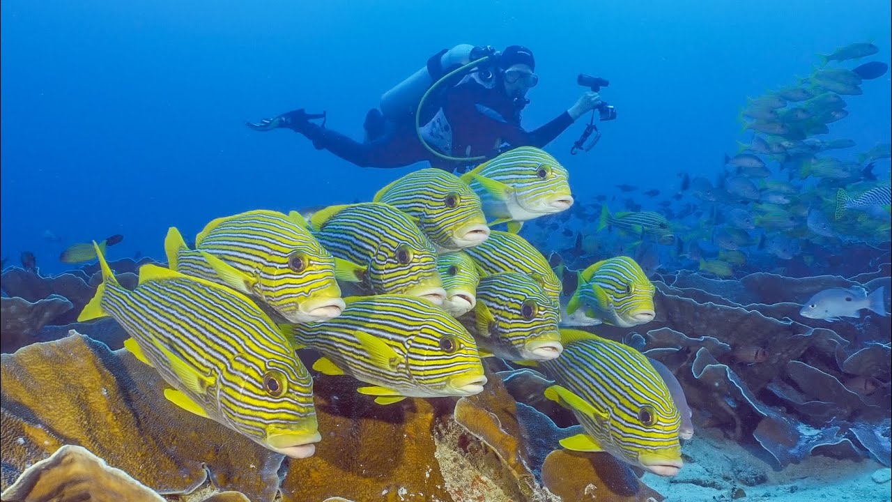 Wonderful Diving in Raja Ampat | Pef and West-Mansuar | Raja4Divers Resort | Indonesia 2023 | 4K