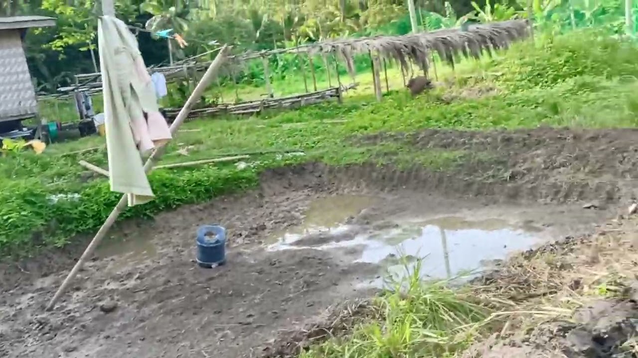 Ang diskarte sa paggawa ng mud pond gamit lang ang pala para sa hito Farming!! #hito #pond