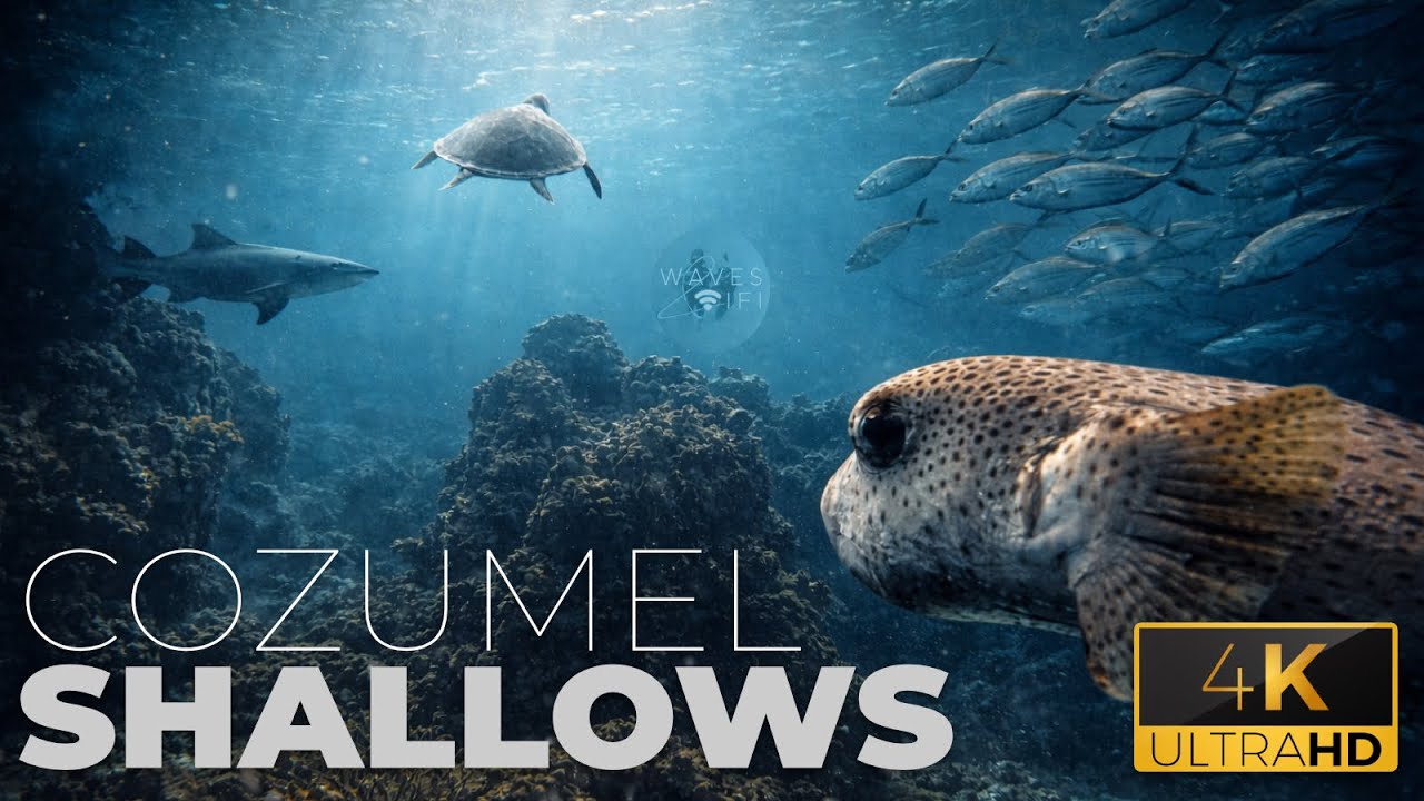 Cozumel Shallows in 4K: Tropical Fish Paradise in Villablanca Reef | Full Length Film