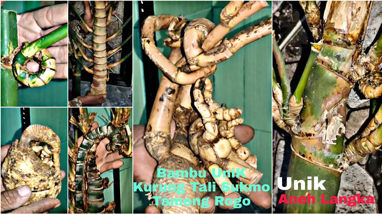 Mbolang Bambu Unik Dapat Bambu Unik Langka Banyak Sekali
