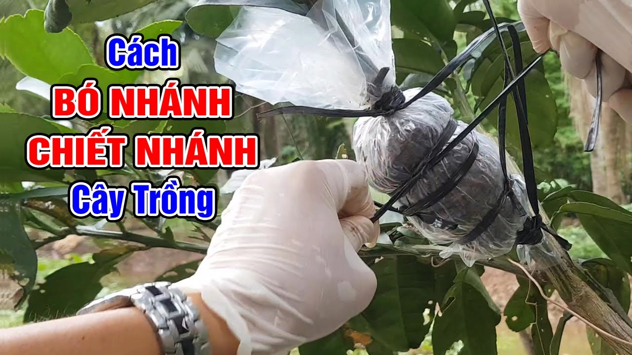 Cách bó nhánh, chiết nhánh cây trồng đơn giản