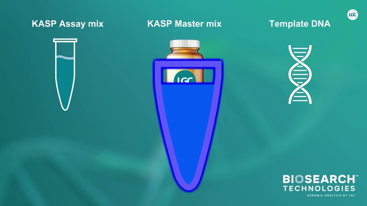 The Kasp reaction