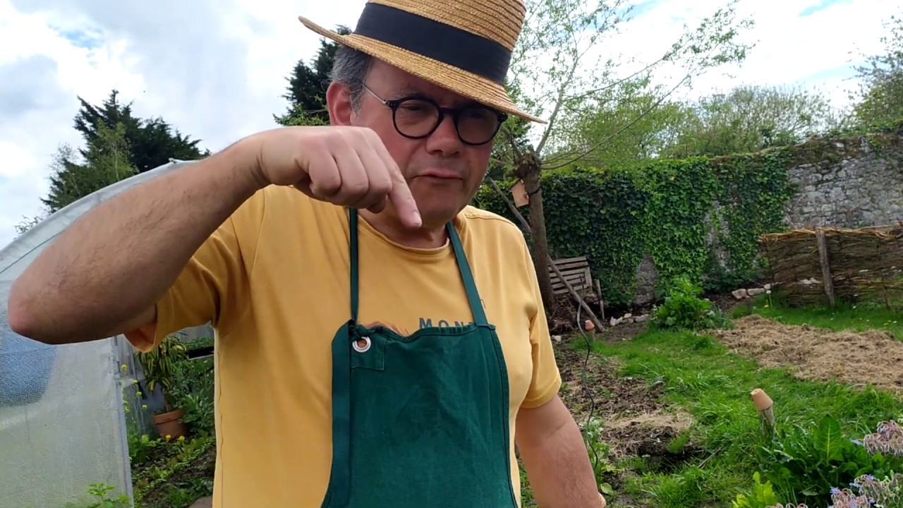 Des panais gratuits dans le potager