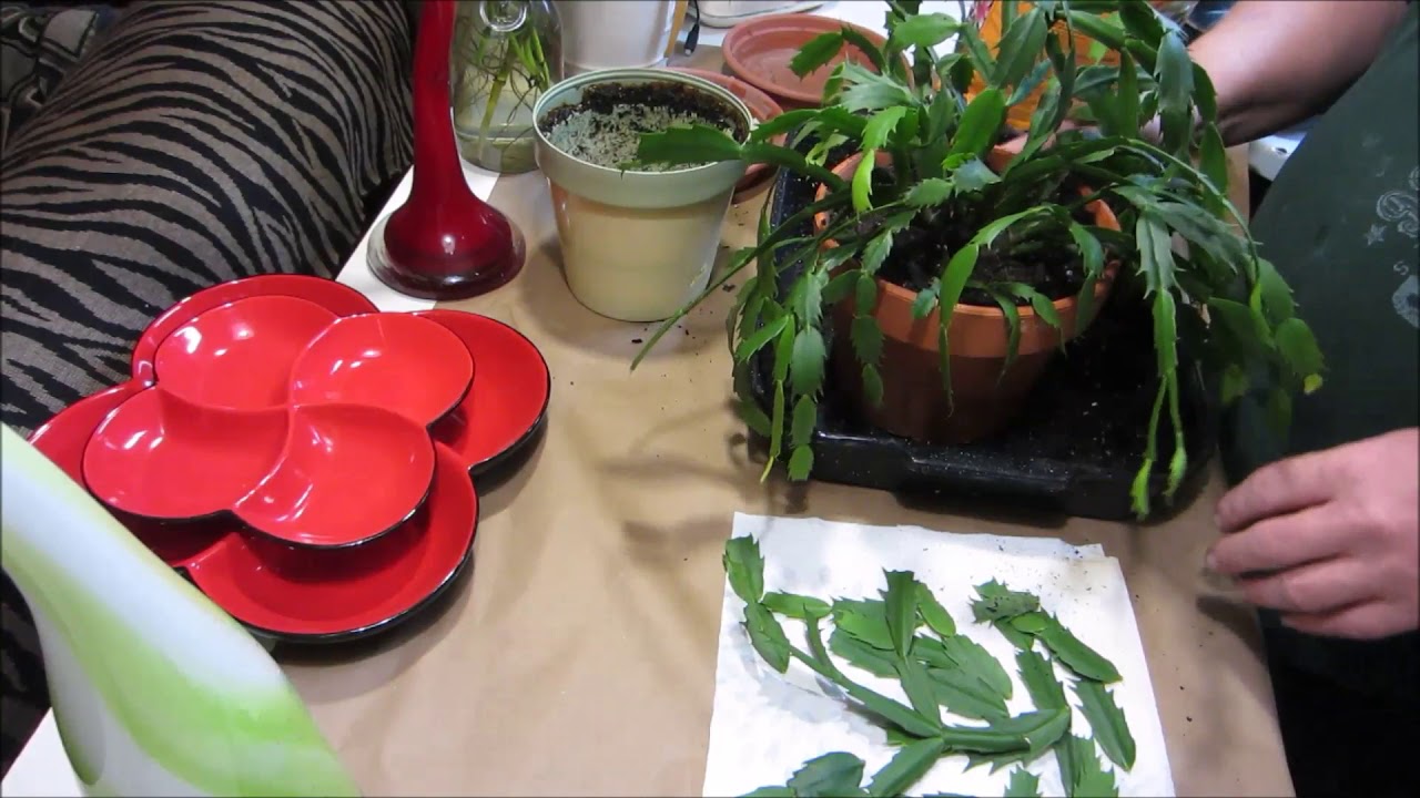 Repotting my christmas cactus