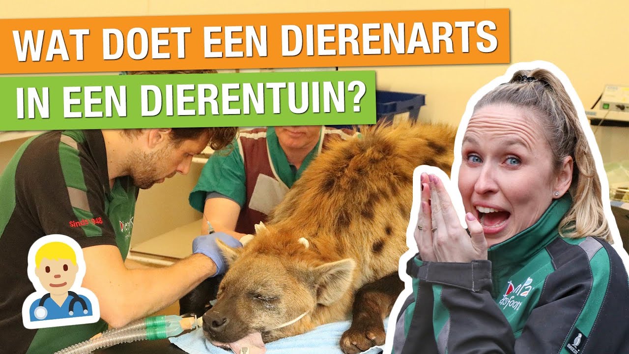 DAG MEE MET DE DIERENARTS VAN ONS DIERENPARK! 🤩 + ZO WORD JE DIERENARTS! | Carlijns Dierenvraag #34