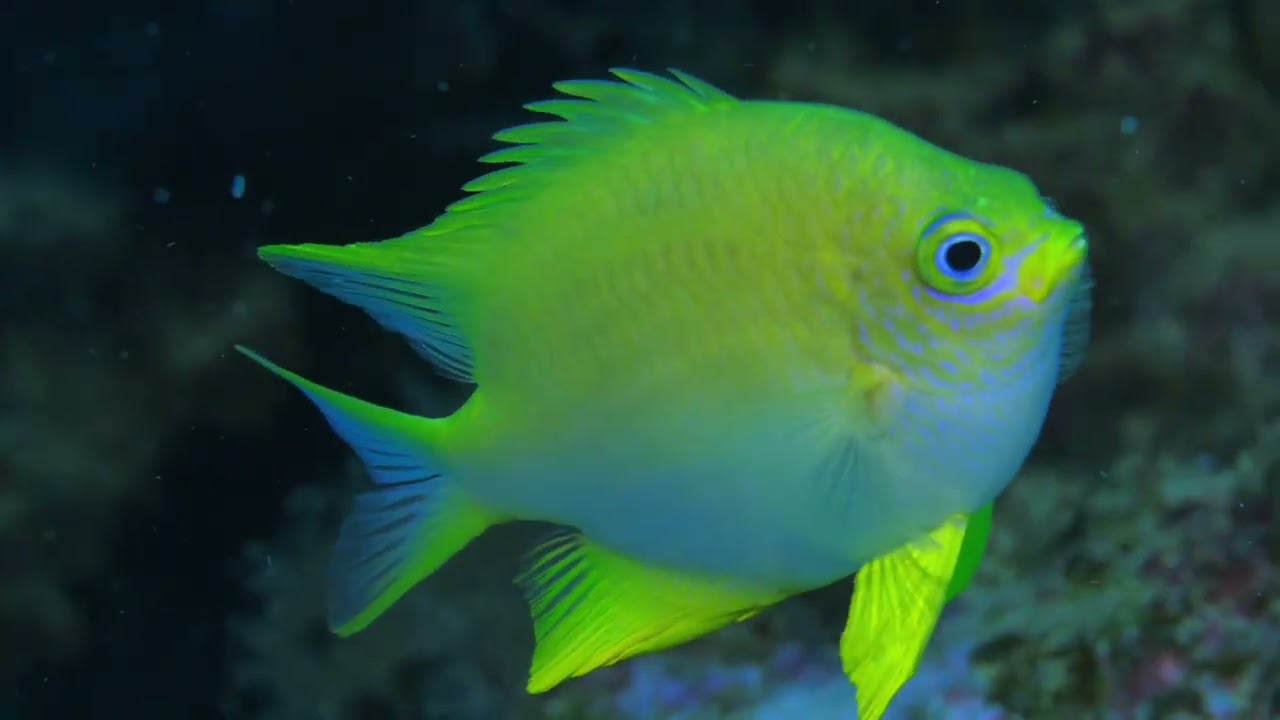nudi NC2026