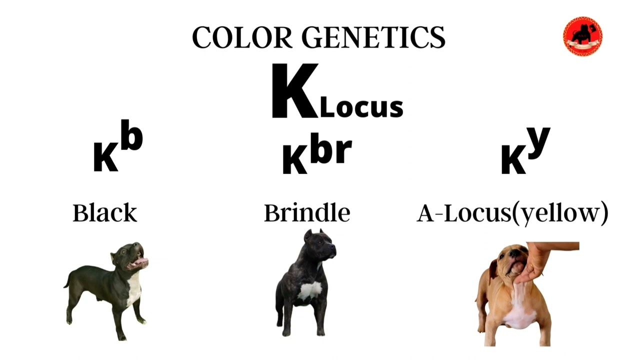 Dog Color Genetics 