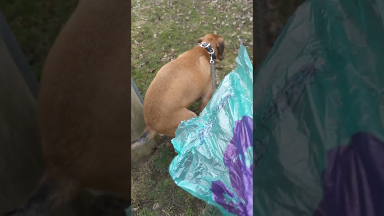 Hercules 🐕 the poop 💩 machine