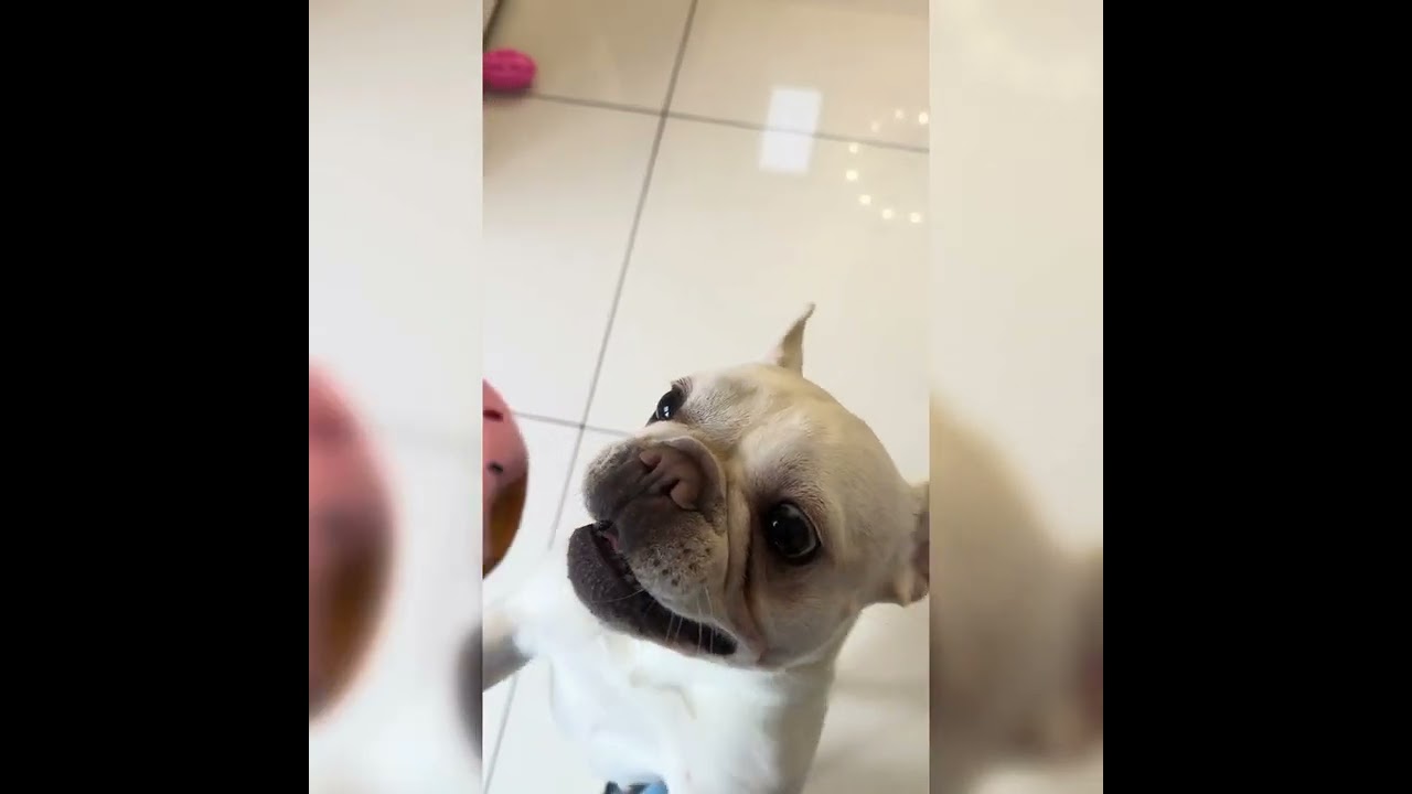 Dolly 🫶🏼