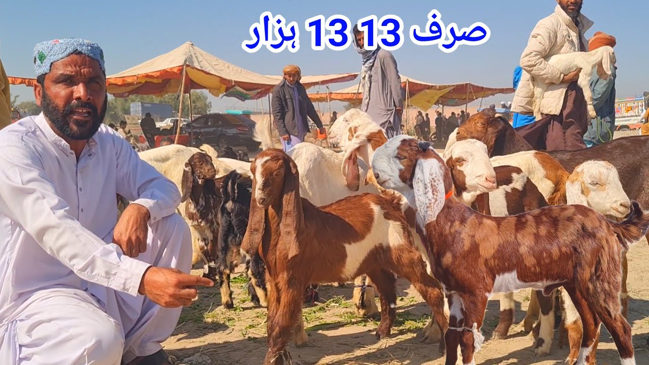 11 February 2026ڈیرہ غازی خان بکرا منڈی علی گوٹ فارم کال نمبر 03127009575