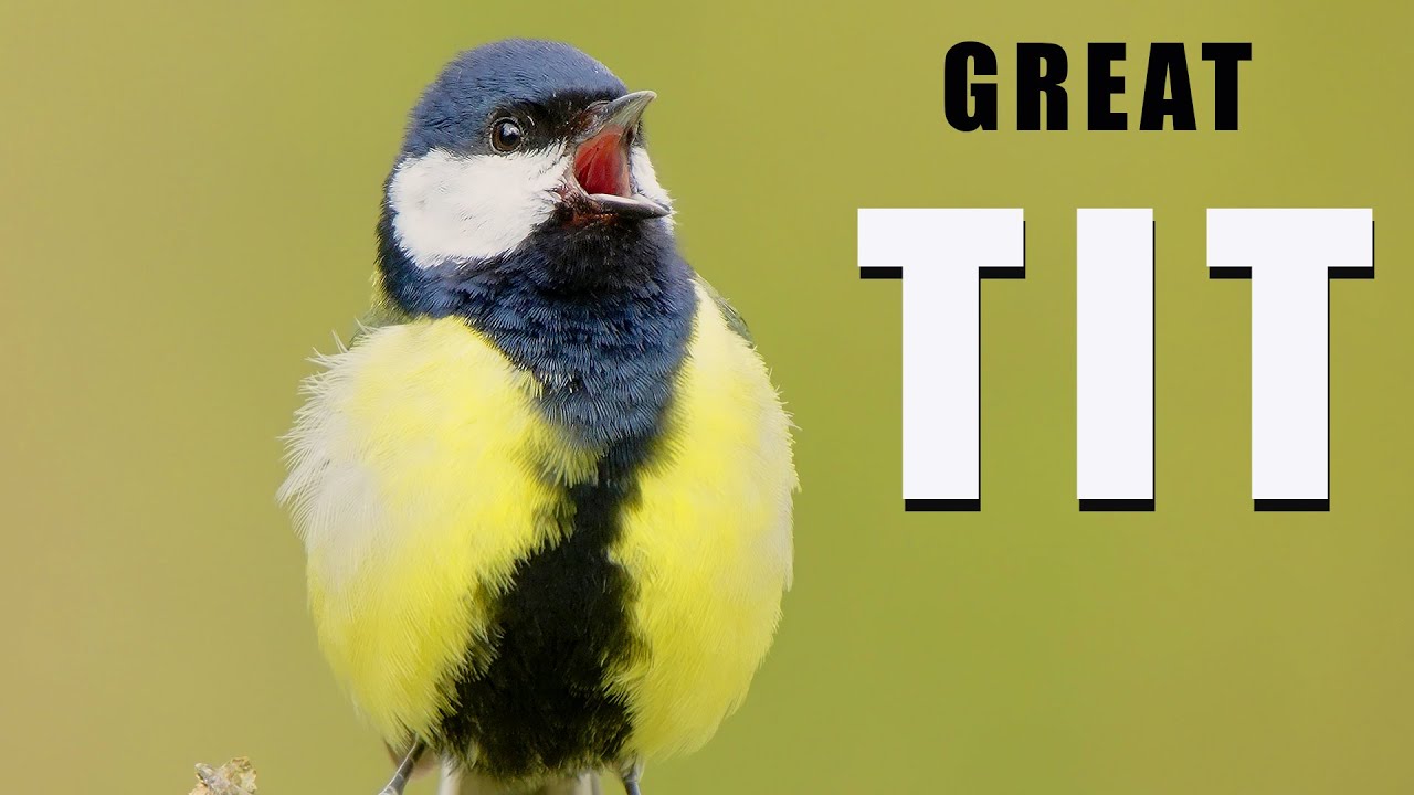 Bird sounds - GREAT TIT birds singing in spring