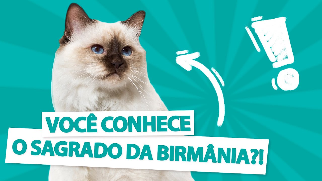 GUIA DA RAÇA SAGRADO DA BIRMÂNIA - Tudo sobre gatos😻