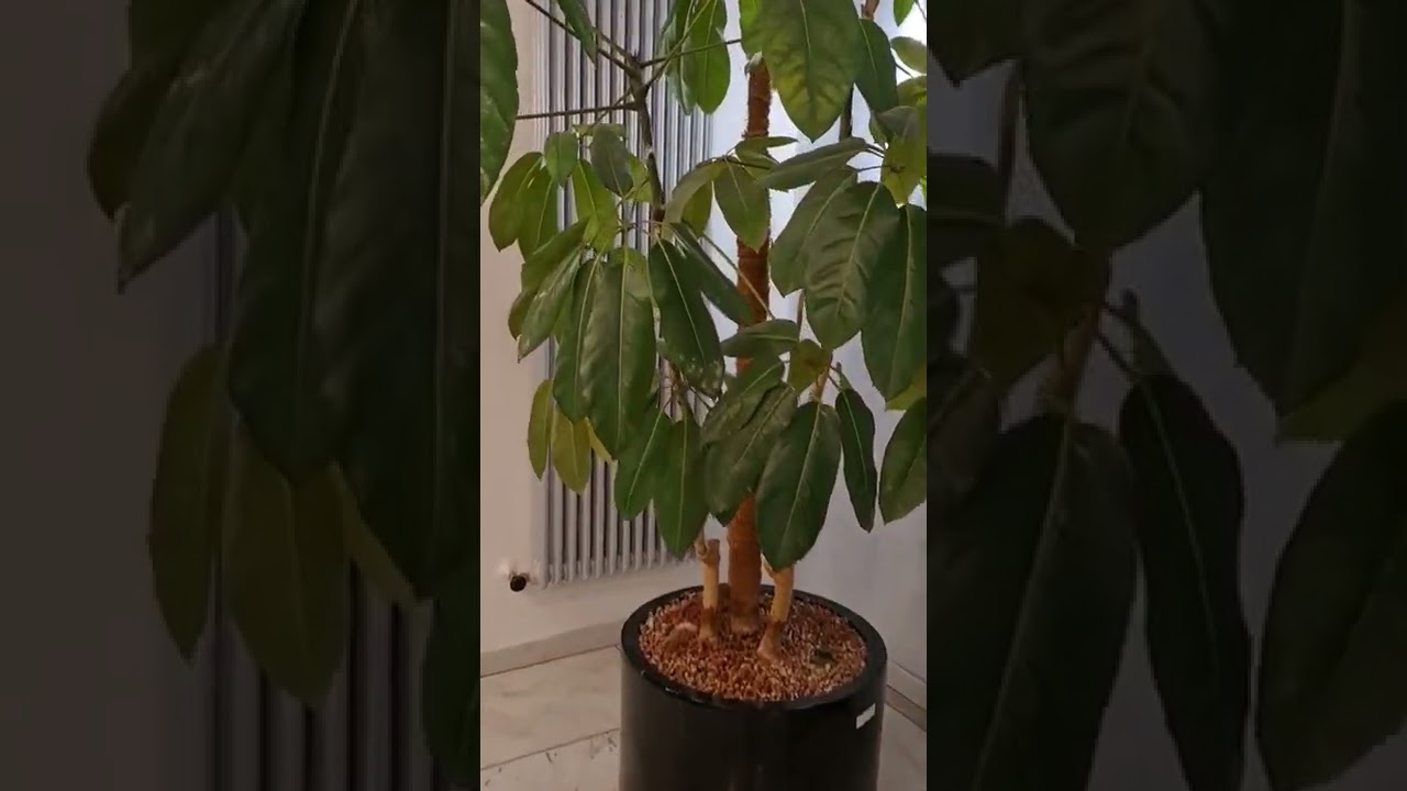 very huge Umbrella Plant (Schefflera Actinophylla) #shorts #umbrellaplant #schefflera