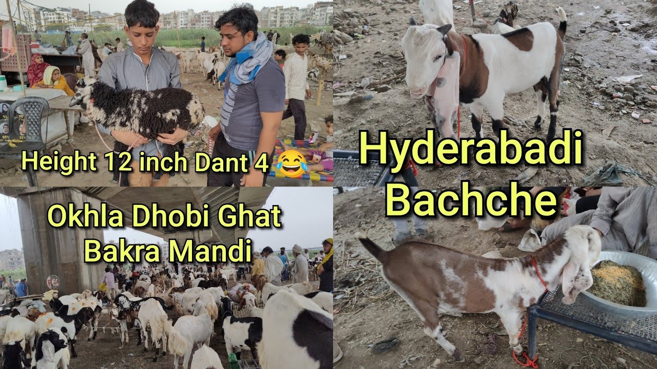 Okhla Dhobi Ghat Bakra Mandi Live 31/5/2025 Bazaar mehanga he bohot 🇮🇳