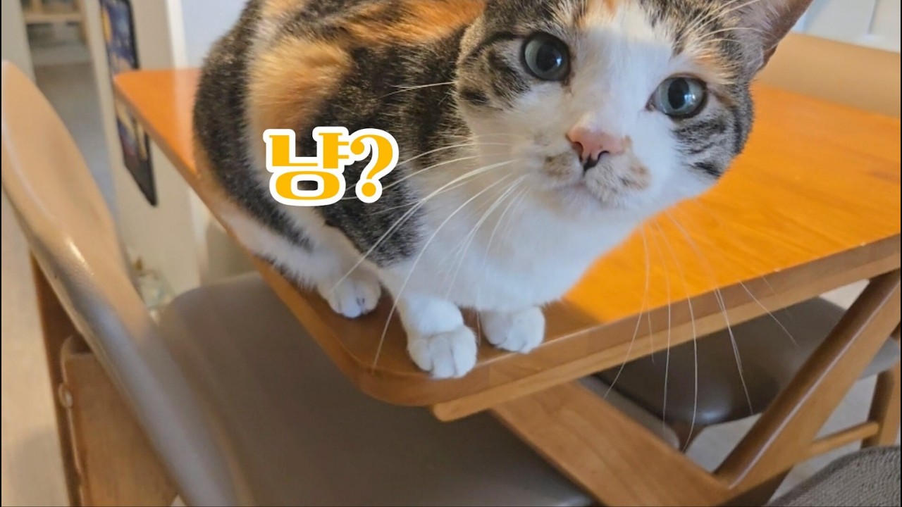 쉬는날이고 뭐고 집사면 일어나 고양이를 받들어라 ~ l 집사의삶