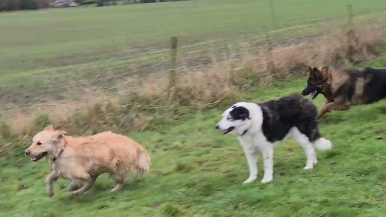 Another soggy day at Donna's Dog Walking HQ! At least it didnt rain 😀