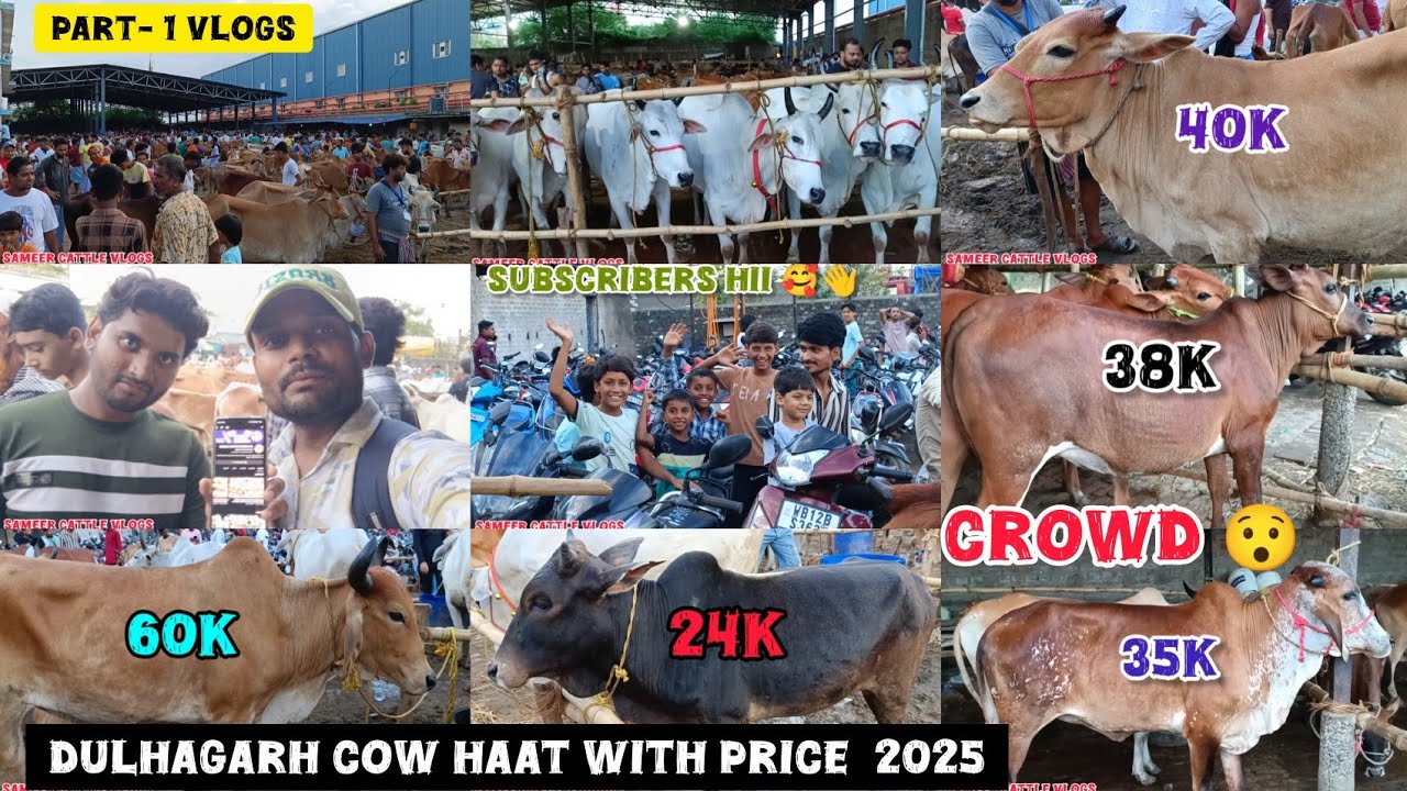 DULHAGARH COW HAAT PART- 1 VLOGS WITH PRICE|| ALL RANGE || BIGGEST COW HAAT 2025 || KolkataCow 2025