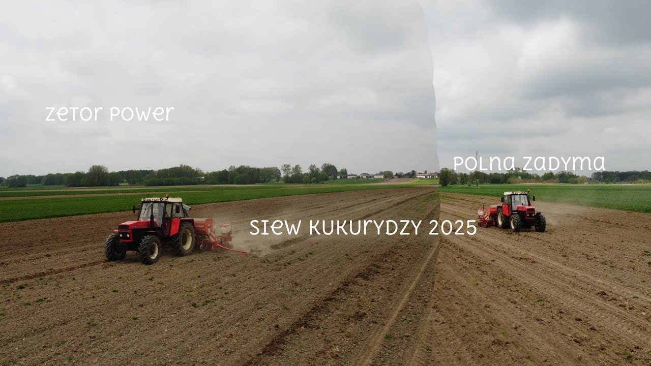 Zetor dostaje w palnik🤯 💪💥Oporowy siew kukurydzy💥😈 UR. M Szuster Zetor 12145 & Gaspardo GR. Grzanka