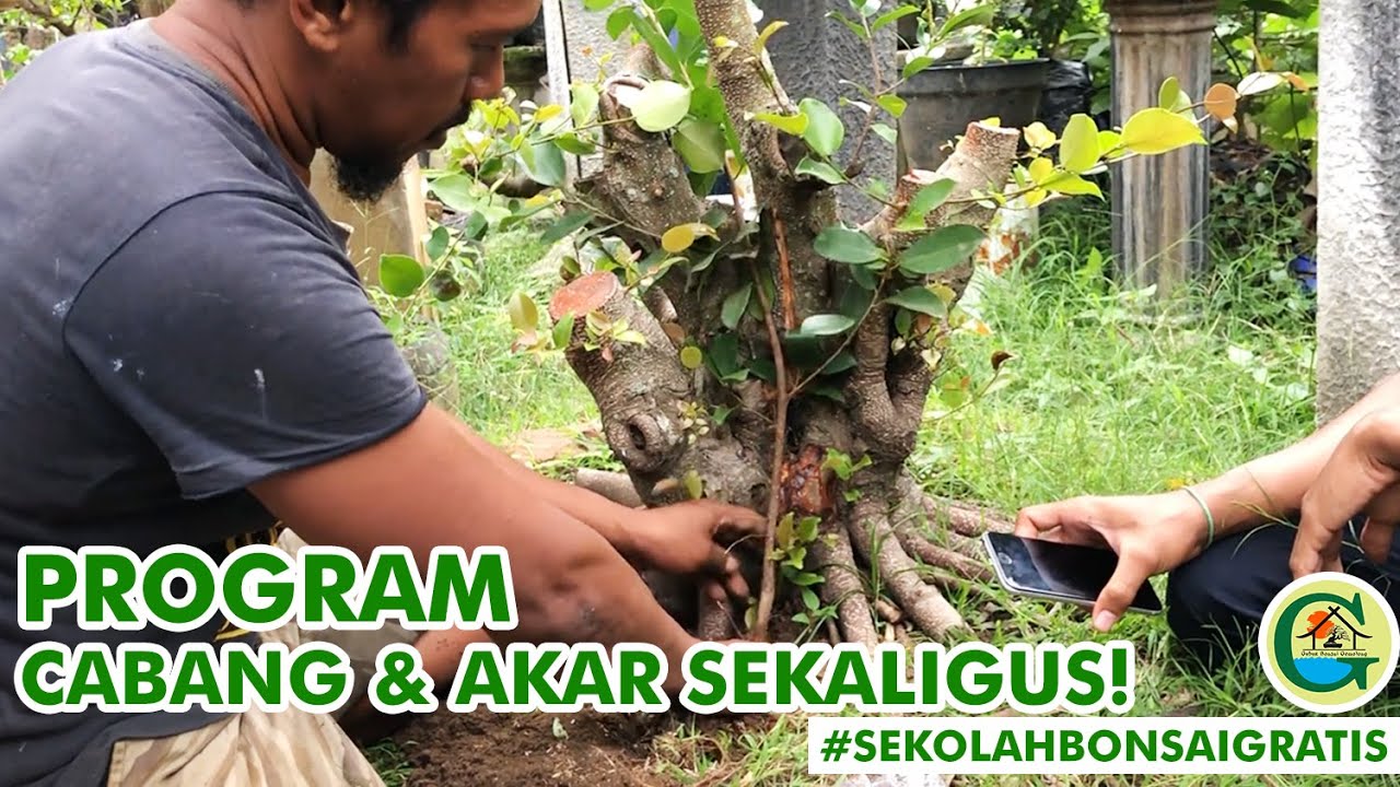 TEKNIK JITU PROGRAM CABANG & AKAR SEKALIGUS ALA BOWONGSO || #SEKOLAHBONSAIGRATIS