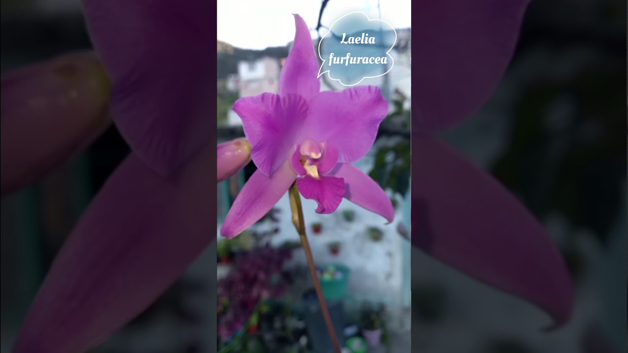 Orquídea Laelia Furfuracea