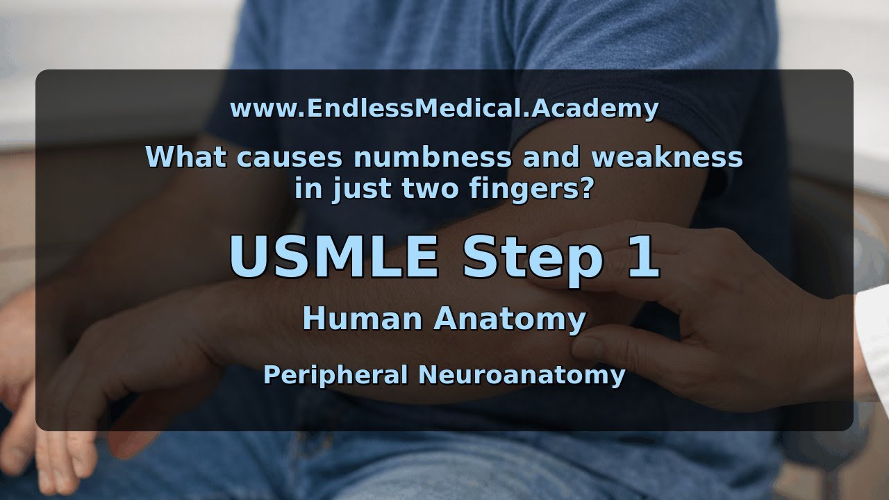 Peripheral Neuroanatomy, Human Anatomy, USMLE Step 1 - Full Vignette with Extended Explanations