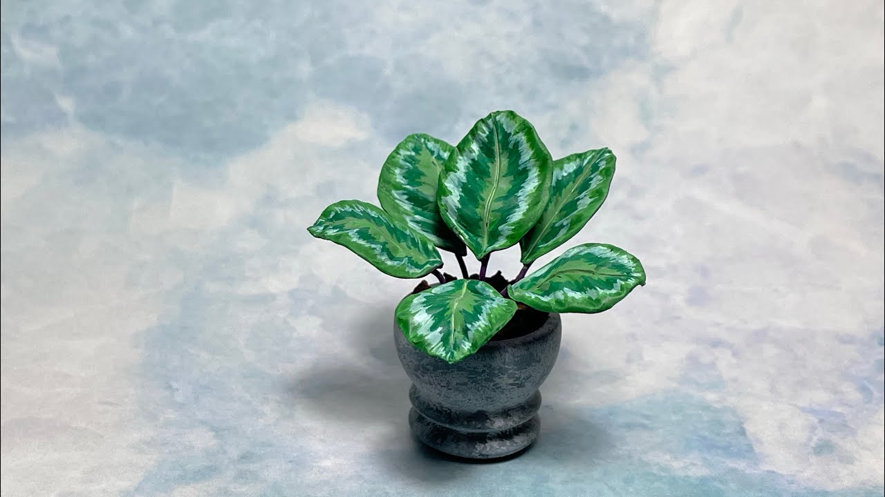 大孔雀竹芋(Calathea roseopicta)製作  I   How to make Calathea roseopicta.